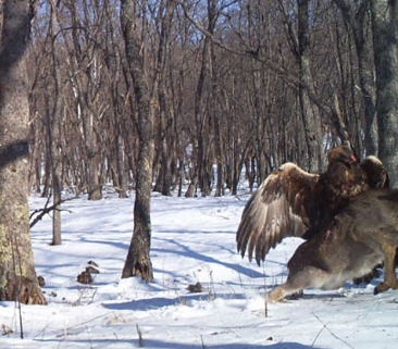 Deer vs Eagle